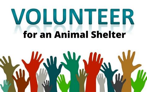 Benefits Animal Shelter Volunteer | Hellow dog | Animal shelter ...