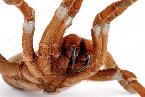 King Baboon Tarantula (Citharischius crawshayi) — Stock Photo © asbjhb #12483660