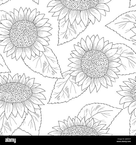 Girasol Sin Costuras Patr N Fondo Flor Gr Fico Negro Blanco Croquis