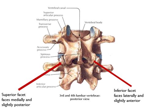 Bs Exam Lumbar Spine And Sacroiliac Joint Flashcards Quizlet