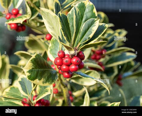 Golden Variegated Foliage Hi Res Stock Photography And Images Alamy