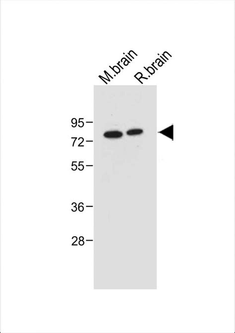 NUR77 NR4A1 Antibody S351 Affinity Purified Rabbit Polyclonal