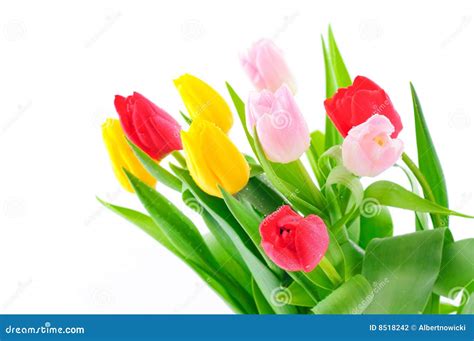 Bos Van Tulpen Stock Foto Image Of Naughty Ge Soleerd