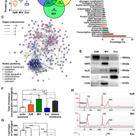 Distinct Protein Lipid And RNA Profiles Of EV Subtypes A Total