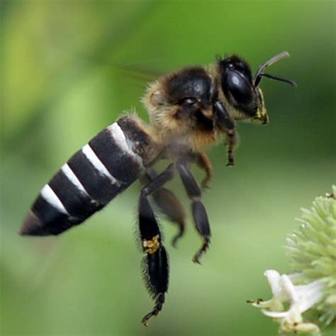 Giant Honeybees Shimmy In Time To Cool The Hive