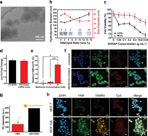 Live‐cell Imaging Of Microrna Expression Via Photoinduced Electron Transfer Controlled By