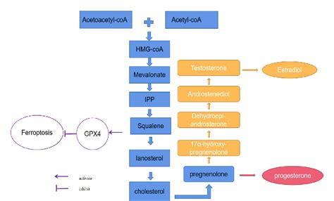 Figure From Crosstalk Between Ferroptosis And Steroid Hormone