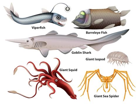 Free Vector | Deep sea creatures collection