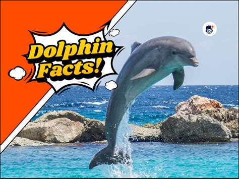 39 Fascinating Dolphin Facts You Need To Know