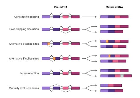 Exon Definition Structure Splicing Process Of Splicing