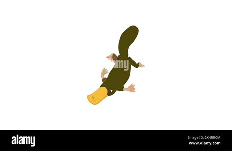 Platypus cartoon Stock Videos & Footage - HD and 4K Video Clips - Alamy