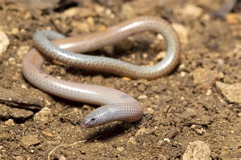 Legless Lizard - Stock Image - F031/4777 - Science Photo Library