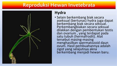 SISTEM Reproduksi Hewan - sheva.abqari - Halaman 6 | PDF Online | PubHTML5