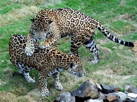 Labellezadecancun El Jaguar Es El Felino Más Grande De América Y El