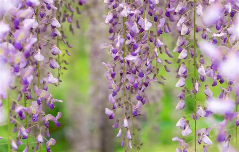 Wallpaper Flowers Inflorescence Lilac Bokeh Liana Wisteria