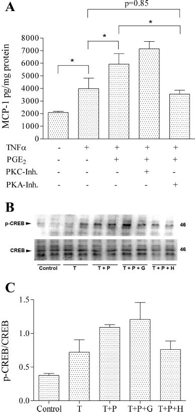 Effects Of Pka Or Pkc Inhibitors On Mcp Expression Levels And On