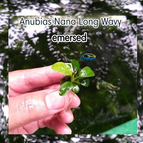 Jual Anubias Nana Long Wavy Tanaman Air Aquascape Di Lapak Trovus