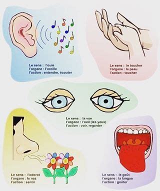 Les Cinq Sens Sens Maternelle Les Cinq Sens Fle