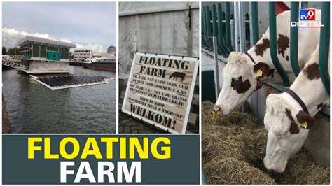 Never Seen Before World S First Floating Dairy Farm Youtube