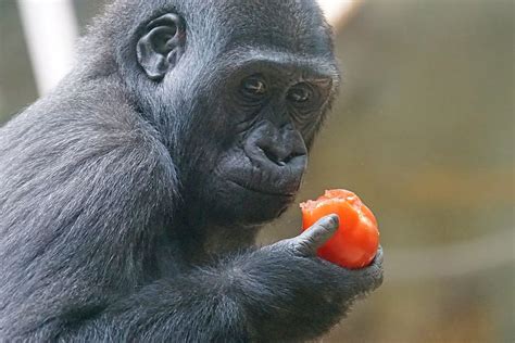 Black Monkey Eating Orange Fruit Daytime Gorilla Primate Ape