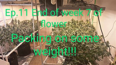 How I Grow Cannabis Using Athena Proline Ep End Of Week Flower