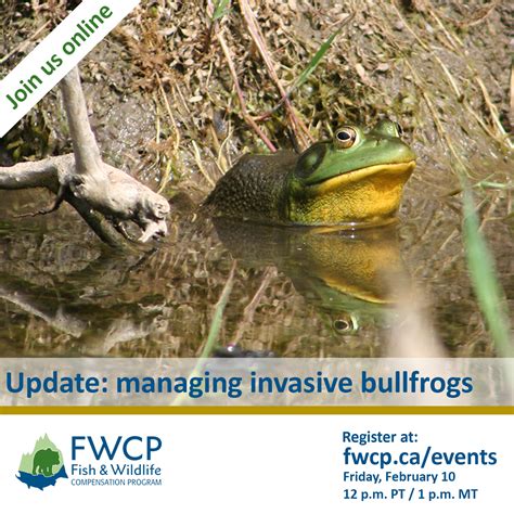 February 10 2023 Virtual Update Managing Invasive Bullfrogs Ckiss Central Kootenay