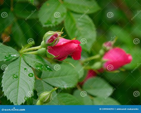 Flowering Of A Beautiful Red Climbing Rose With Green Leaves Stock