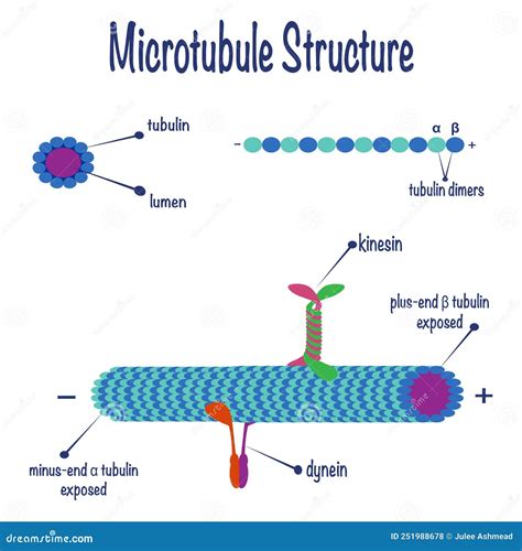 Microtubule Structure Diagram Cartoon Vector | CartoonDealer.com #251988683