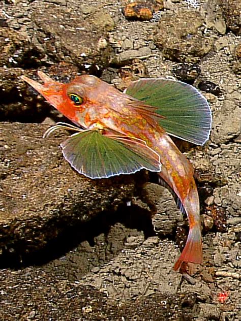 The Bottom Dwelling Sea Robin Has Several Sets Of Specialized Fins