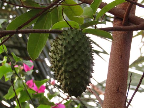 Guanabana Frucht - Gebas