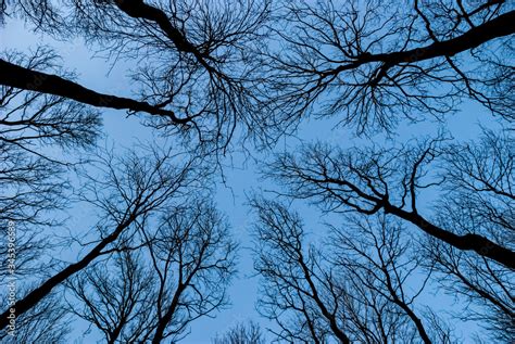 Leafless Tree Tops Ending With Naked Branches View From Bottom Looking Up Upward At Dark Scene