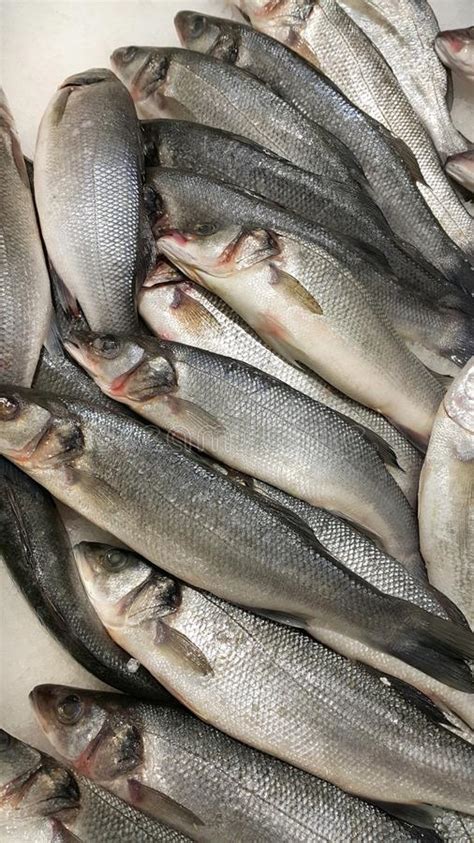 Pescado Fresco De Sibas En El Hielo En Venta En El Mercado Imagen De