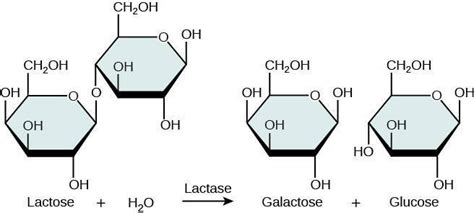 Measuring The Enzymatic Activity Of Lactase Lab Manual For Biology Part I