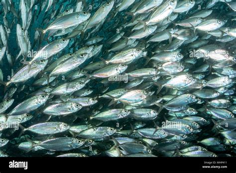 inside a giant sardines school of fish bait ball Stock Photo - Alamy