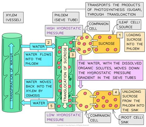 Explain Mass Flow Hypothesis With Diagram Mass Flow Hypothes