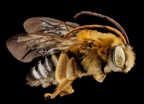 These Exquisite Bee Photographs Reveal Every Delicate Hair Antenna