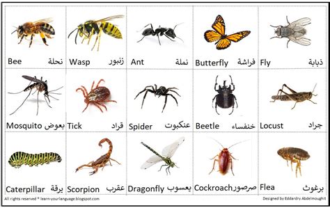 اسماء الحشرات بالصور اسم الحشرة بالصورة اغراء القلوب