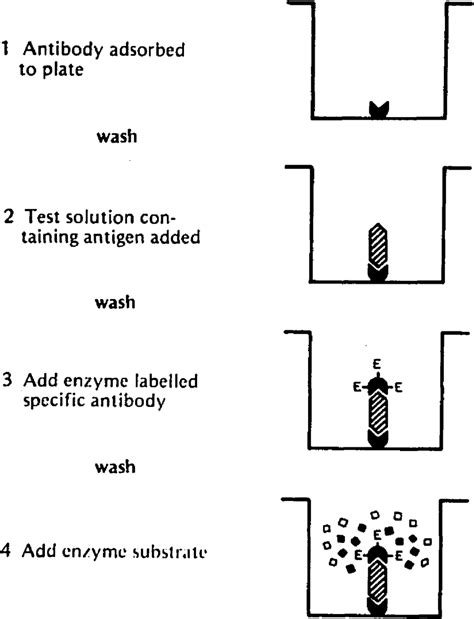 Figure 1 From Development And Evaluation Of An Enzyme Linked Immunosorbent Assay For The