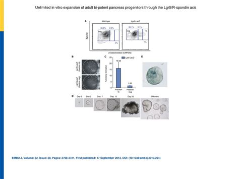 Unlimited In Vitro Expansion Of Adult Bipotent Pancreas Progenitors