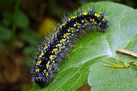 Filecallimorpha Dominula Caterpillar Simple English Wikipedia