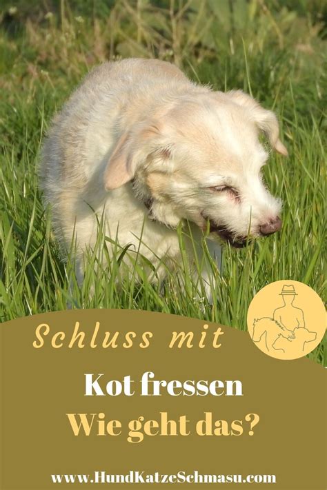 M Gliche Ursachen Warum Mein Hund Kot Frisst Das Ein Hund Schei E