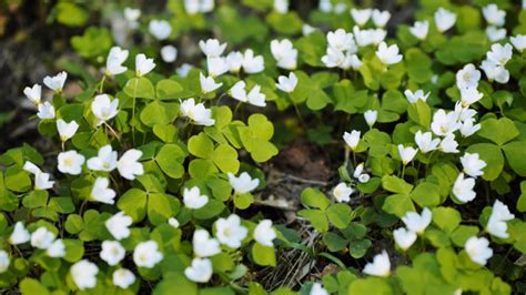 12 Ornamental Oxalis Types With Master Horticulturist Roy Nicol ...