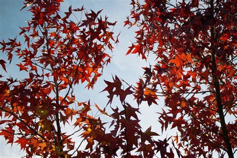 Bladeren In Herfstkleuren Leaves In Autumn Colors