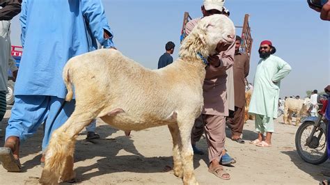 Pure KHasi Bakrey Rajanpuri Ablak Qurbani And Business Goats Farming