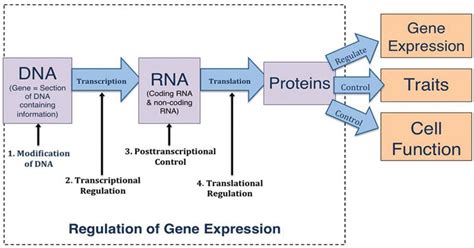 Gene Expression Definition Process Regulation Mechanism