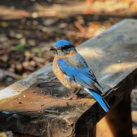 Bluebird Perched On A Rustic Wooden Bench Basking In The Sunlight