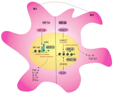 Ijms Free Full Text Macrophage Motility In Wound Healing Is