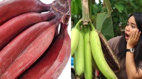 7 Jenis Buah Pisang Yang Mudah Ditemukan Di Indonesia Dan Manfaatnya