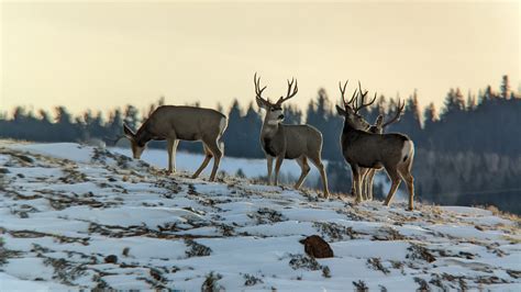 Wyoming Winter Range Update - Eastmans' Official Blog | Mule Deer ...