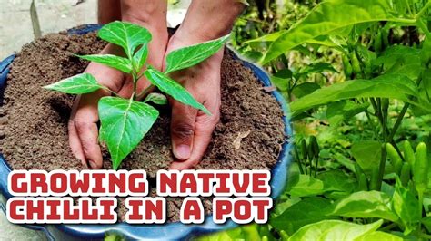 How To Grow Native Chilli In A Pot Paano Magtanim Ng Sili Sa Mga Paso